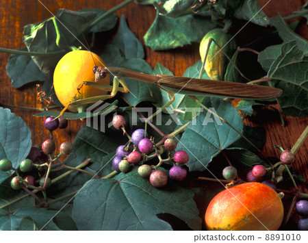 Mantis on the table, cassauri and field grapes. 8891010