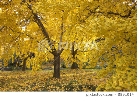 A ginkgo ginkgo. 8891014