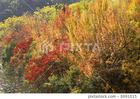 Ikeda in autumn color. 8891015