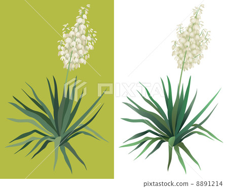 Flowering plant Yucca 8891214