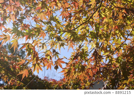 Maple autumn leaves 8891215