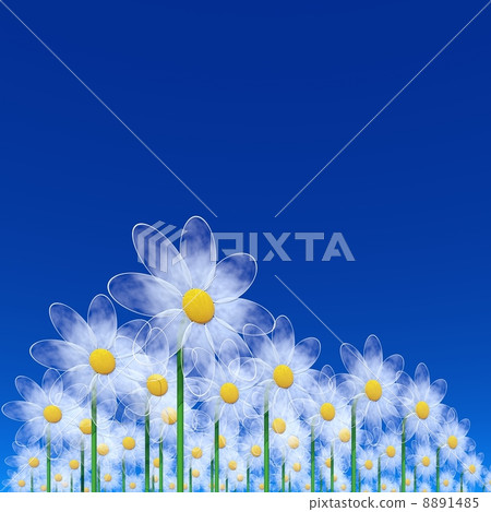 chamomiles 8891485