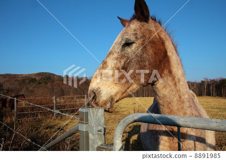 Horse 28 Horse 28 8891985