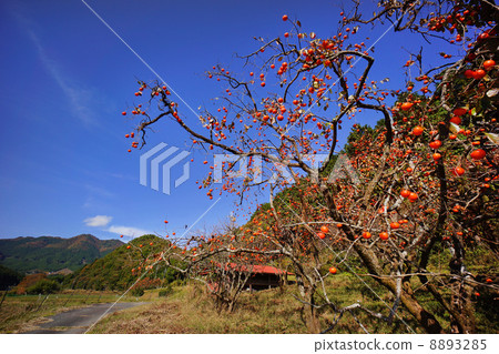 Yamamura's persimmon Yamamura's persimmon 8893285