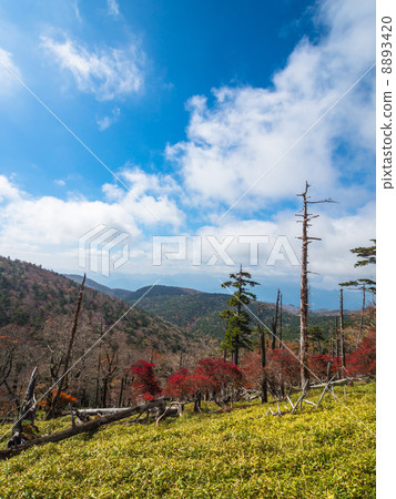 Odaigahara的Masakigahara 8893420