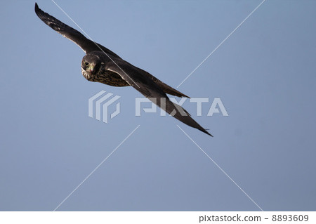 Hayabusa's young bird Hayabusa's young bird 8893609