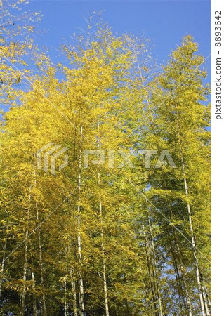 Autumn color bamboo grove Autumn color bamboo grove 8893642