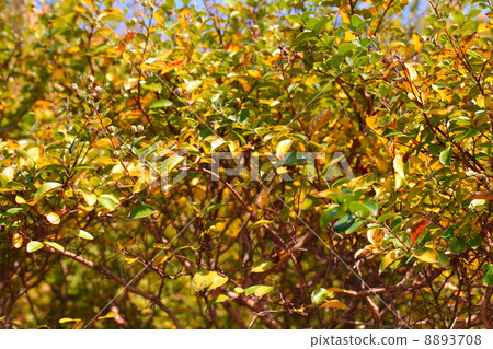 Fruit of the crape myrtle and autumn leaves 8893708