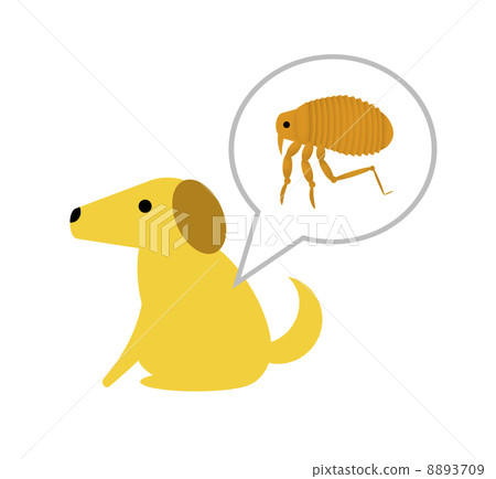 Fleas that parasitize dogs 8893709