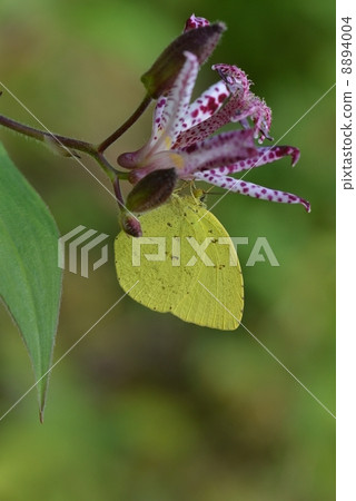 Kita-Youtube Kita-Youtube 8894004