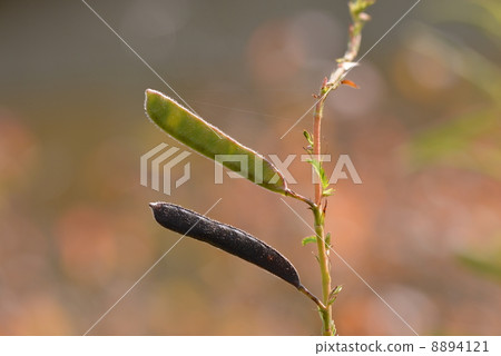 The fruit of Kawaratetsu Mei 8894121