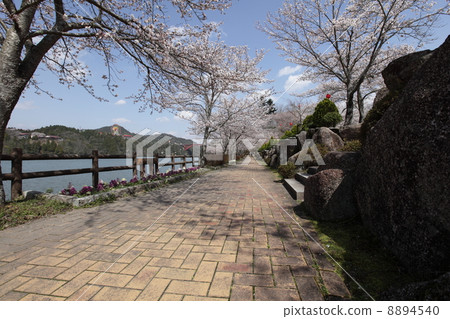 Cherry blossoms on Enakyo 8894540
