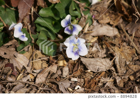 My name is Sumire Sasin. 8894828