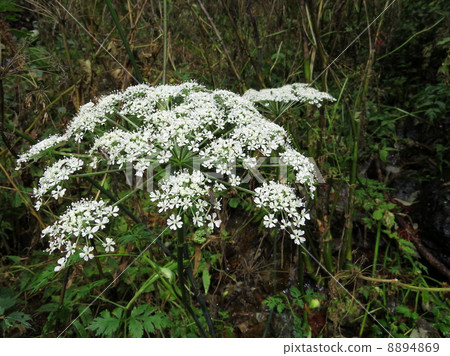 Yamazelli flower 8894869