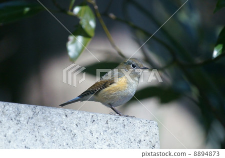 Ruri lacquer female Ruribitaki sideways 8894873