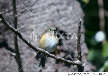 Ruri lacquer Ruribitaki female Mangan belly Ruri lacquer Ruribitaki female Mangan belly 8894874