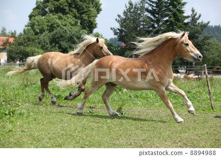 Two haflingers running on pasturage Two haflingers running on pasturage 8894988