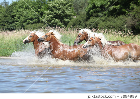 Batch of chestnut horses running in the wather 8894999