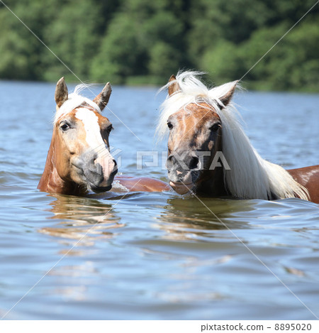 Blond haflingers swimming and looking at you 8895020