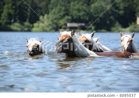 Batch of chestnut horses swimming 8895037