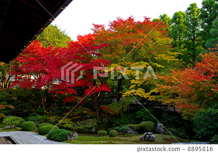Kyoto Autumn leaves 8895816