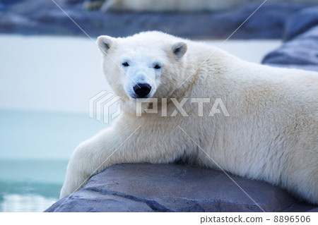 Sapporo Maruyama Zoo Popular Polar bear Sapporo Maruyama Zoo Popular Polar bear 8896506