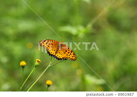 TsunagoroHyouton♂ 8901987