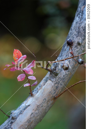 紫薇 紫薇 8902009