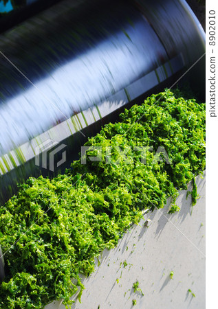 板栗收穫 8902010