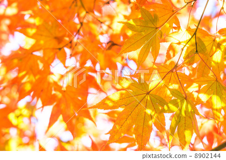 Beautiful autumn leaves Beautiful autumn leaves 8902144