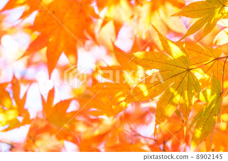 Beautiful autumn leaves Beautiful autumn leaves 8902145