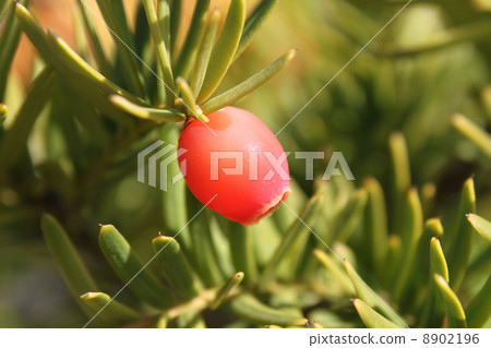 Yew fruit Yew fruit 8902196