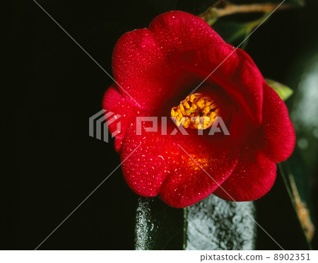 Camellia flower Camellia flower 8902351