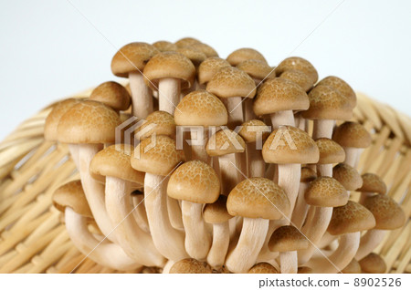 Beech Shimeji Beech Shimeji 8902526