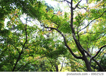 The early winter maple that the sun shoots 8902528