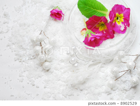 Close-up of Julian and powdery snow 8902529