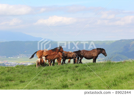Ranch at the foot of Aso 8902844