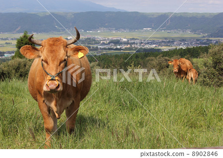 Ranch at the foot of Aso Ranch at the foot of Aso 8902846