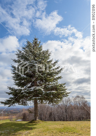 樅樹 8902896