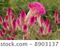 Kate's flower 8903137