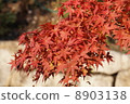Autumn leaves 8903138