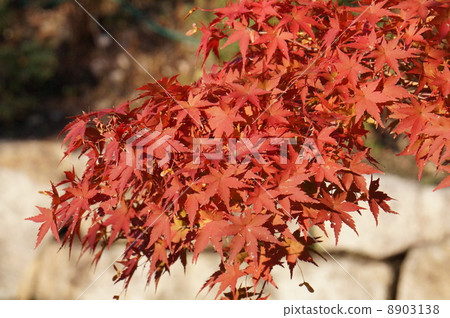 Autumn leaves Autumn leaves 8903138
