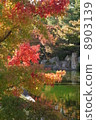 Maple  8903139