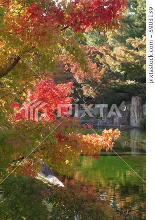 Maple Maple 8903139