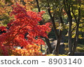Maple  8903140