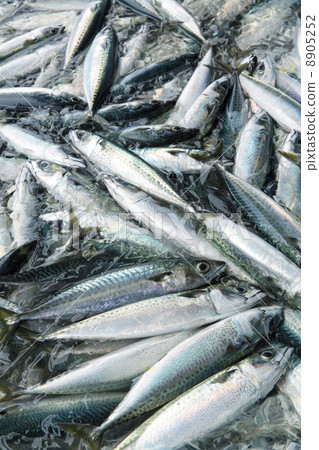 Fishery's mackerel at landing Fishery's mackerel at landing 8905252