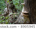 Chrysanthemum fungus 8905945