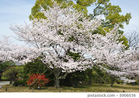 Cherry blossoms in Kyoto 8906036