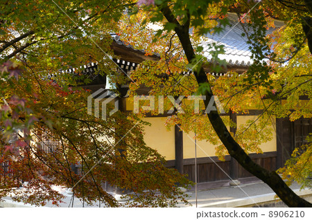 Nanzenji Legend and autumn leaves Nanzenji Legend and autumn leaves 8906210