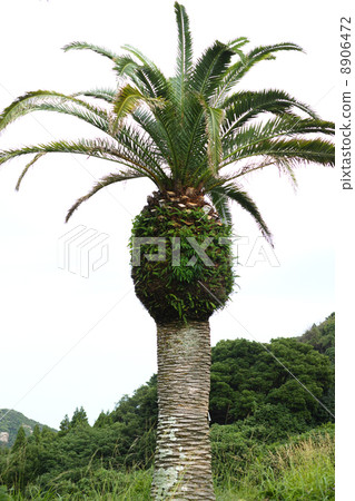  金絲雀棕櫚 8906472